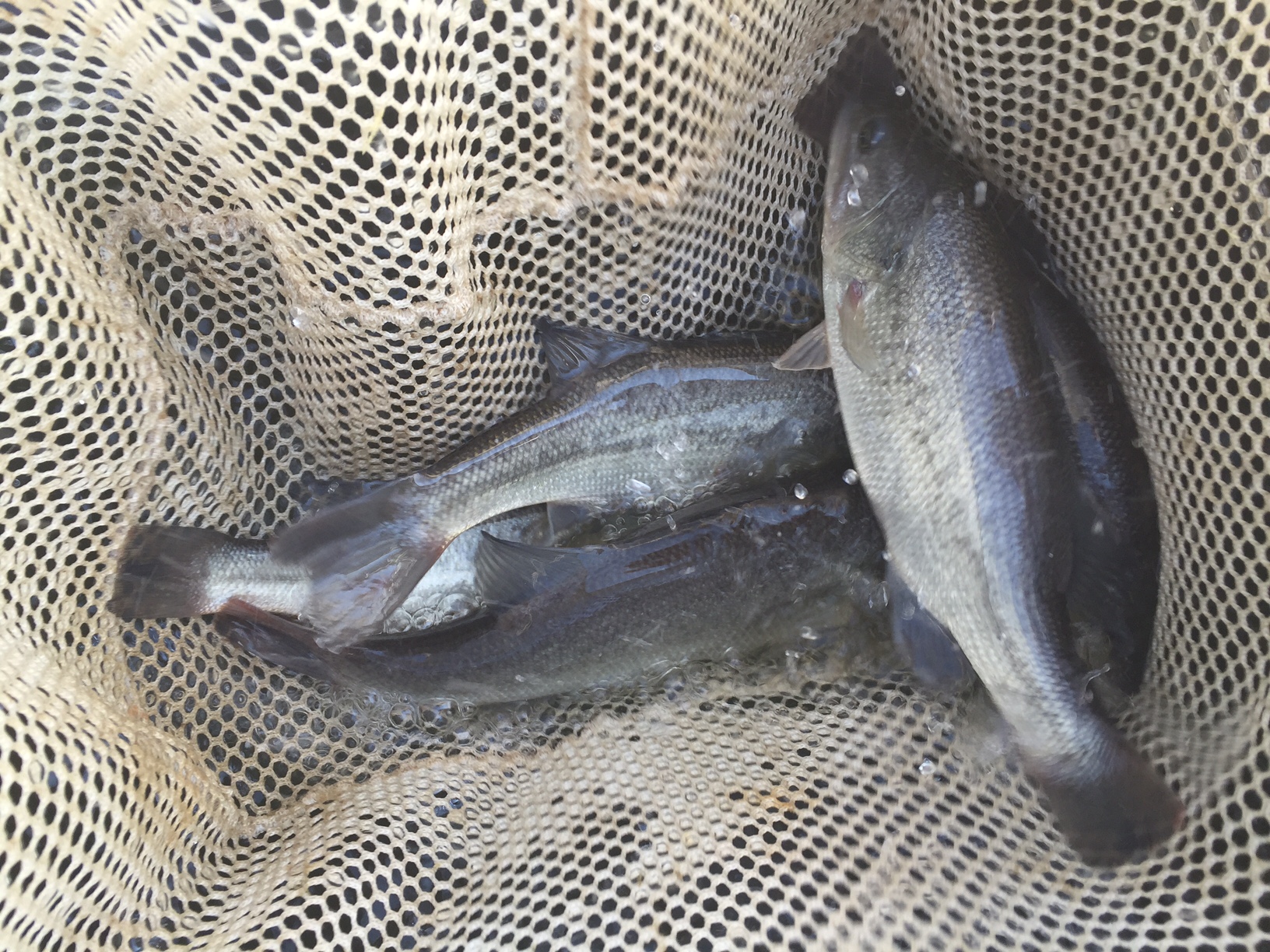 Attached picture bass stocking October 2015.JPG